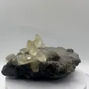 specimen video