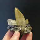 specimen video