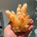 specimen video