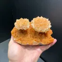specimen video
