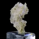 specimen video