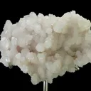 specimen video