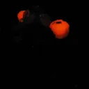 Calcite, Hematite, Calcite (Var: Manganoan Calcite) - image 2
