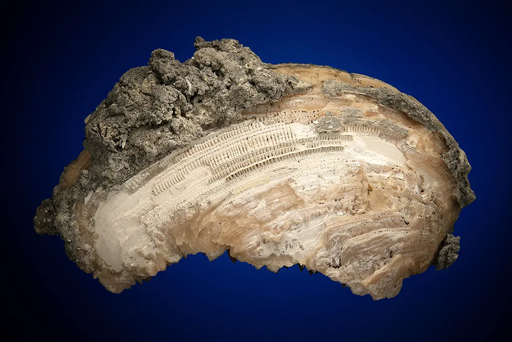 Calcite in Shell Fossil (Mercenaria Permagna) - image 2