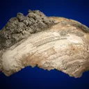 Calcite in Shell Fossil (Mercenaria Permagna) - image 2