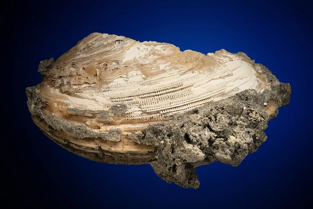 Calcite in Shell Fossil (Mercenaria Permagna) - image 4