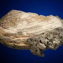 Calcite in Shell Fossil (Mercenaria Permagna) - image 4