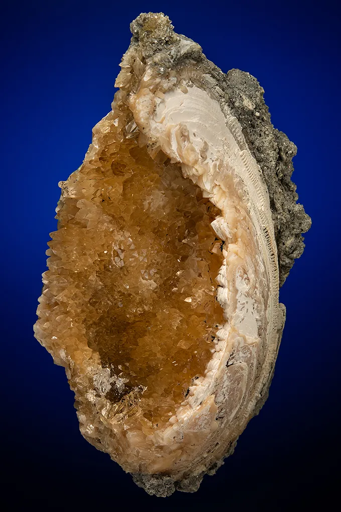 Calcite in Shell Fossil (Mercenaria Permagna) image