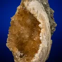 Calcite in Shell Fossil (Mercenaria Permagna) - image 1