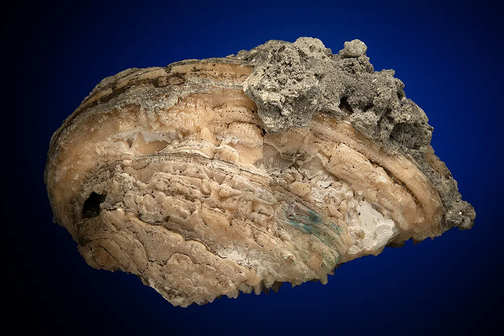 Calcite in Shell Fossil (Mercenaria Permagna) - image 3