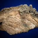 Calcite in Shell Fossil (Mercenaria Permagna) - image 3