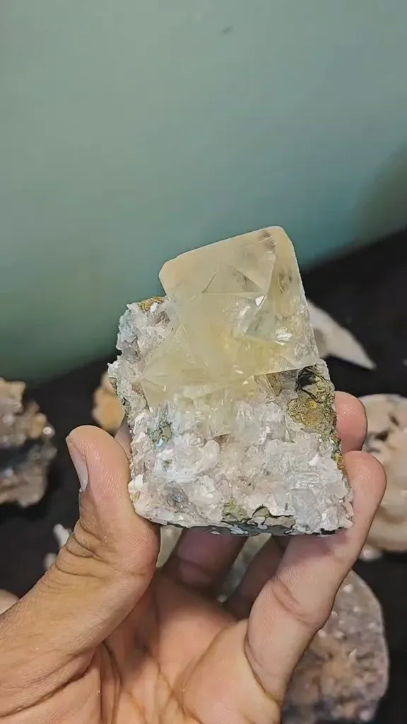 specimen video