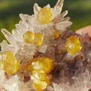 specimen video