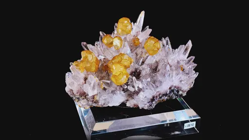 specimen video