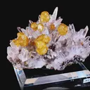 specimen video