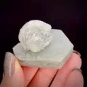 Calcite on Calcite with Hedenbergite (floater) - image 2