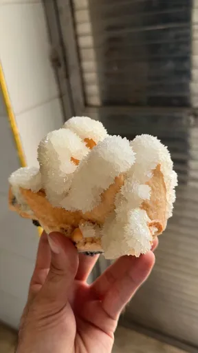 specimen video