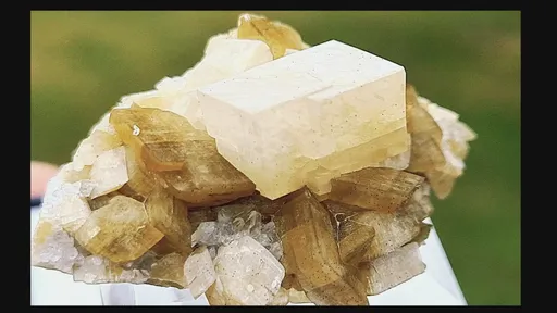 specimen video