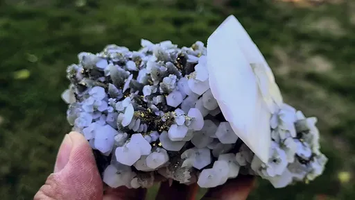 specimen video
