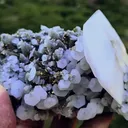 specimen video