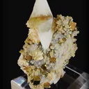 specimen video