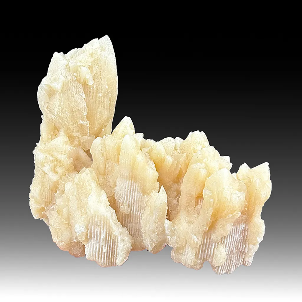 Calcite replacing Coral (502) image
