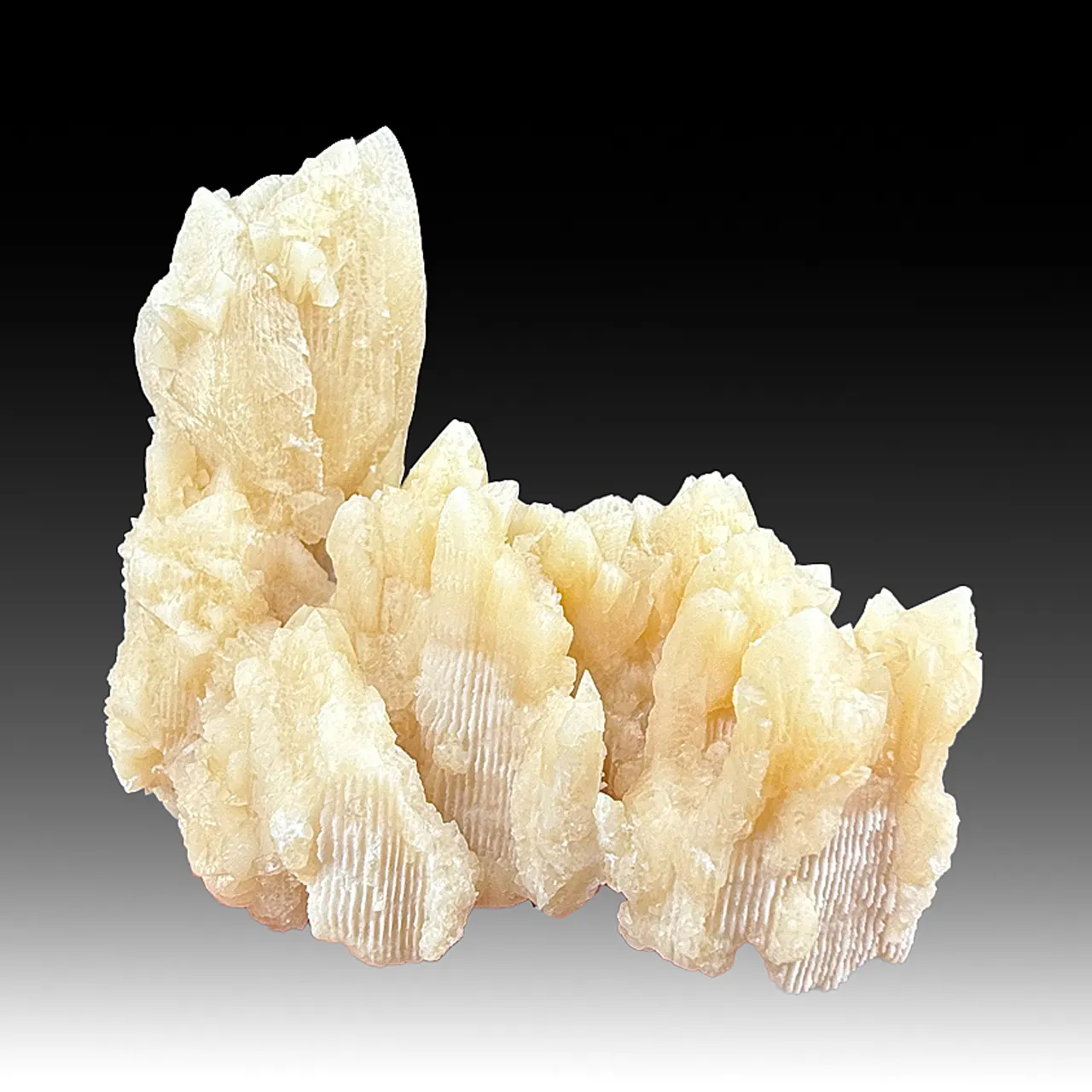 Calcite replacing Coral (502) - image 1
