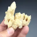 Calcite replacing Coral (502) - image 2
