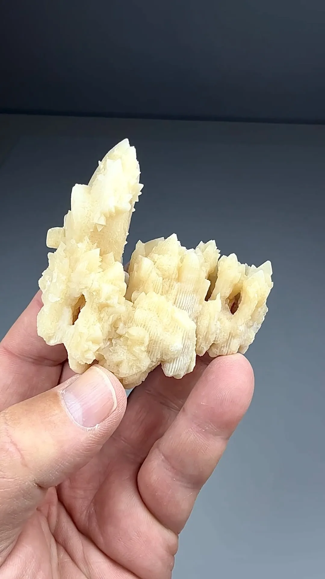 Calcite replacing Coral (502) - image 2