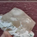 specimen video