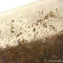 Calcite (Twinned) - image 3