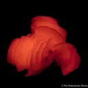 Calcite var. Manganoan - image 1