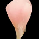 Calcite Var. Manganoan - image 1