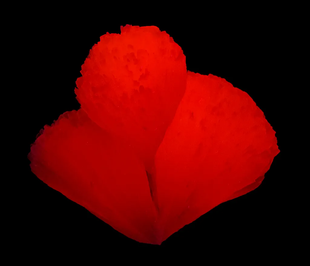 Calcite Var. Manganoan - image 4