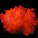 Calcite (Var: Manganoan Calcite) - image 2