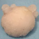 Calcite (Var: Manganoan Calcite), Kutnohorite - image 1