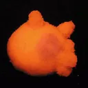 Calcite (Var: Manganoan Calcite), Kutnohorite - image 3