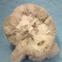 Calcite (Var: Manganoan Calcite), Kutnohorite - image 2