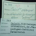 Calcite With Chlorite - image 3