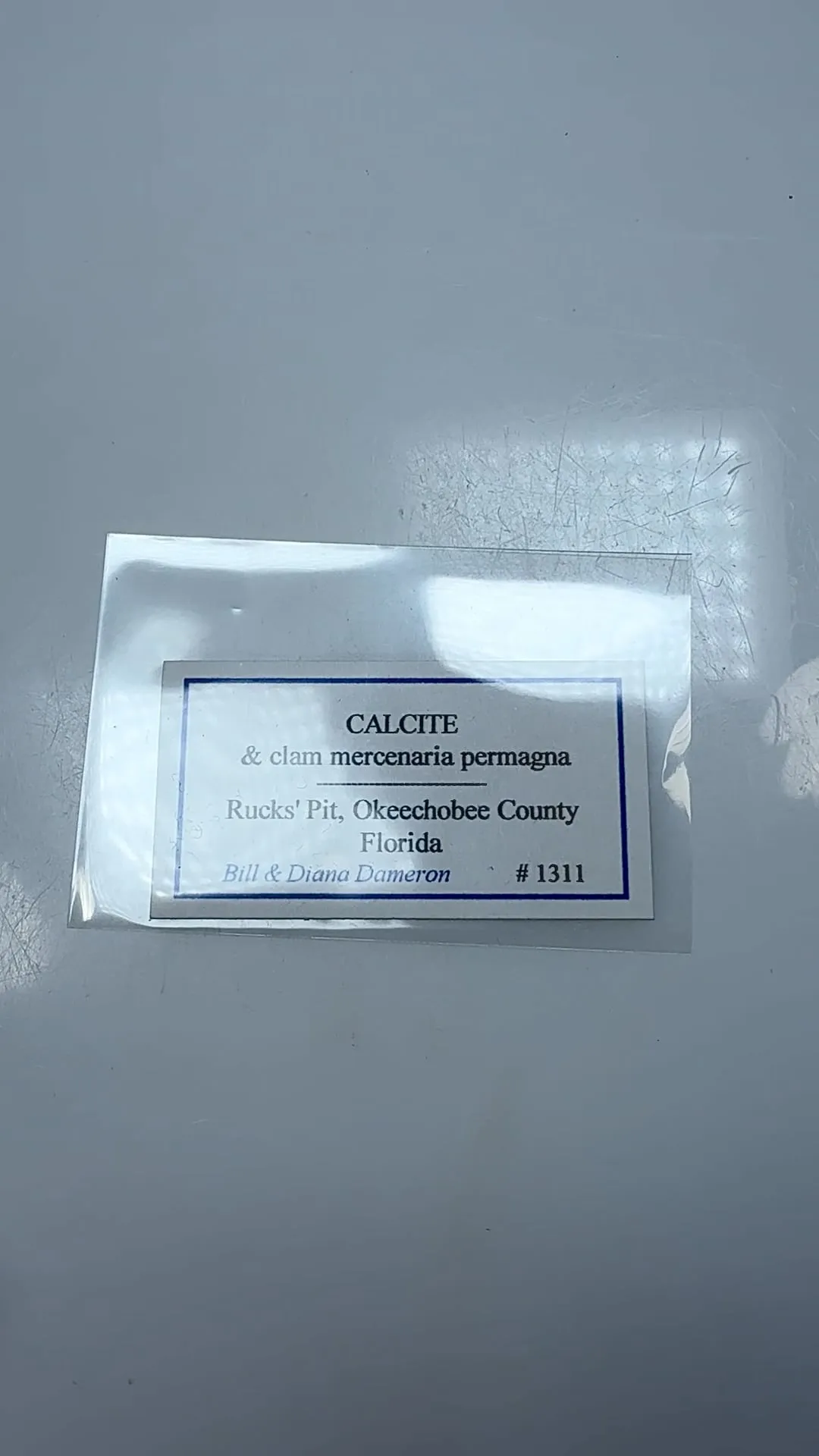 Calcite with Clam mercenaria permagna (1311) - image 2