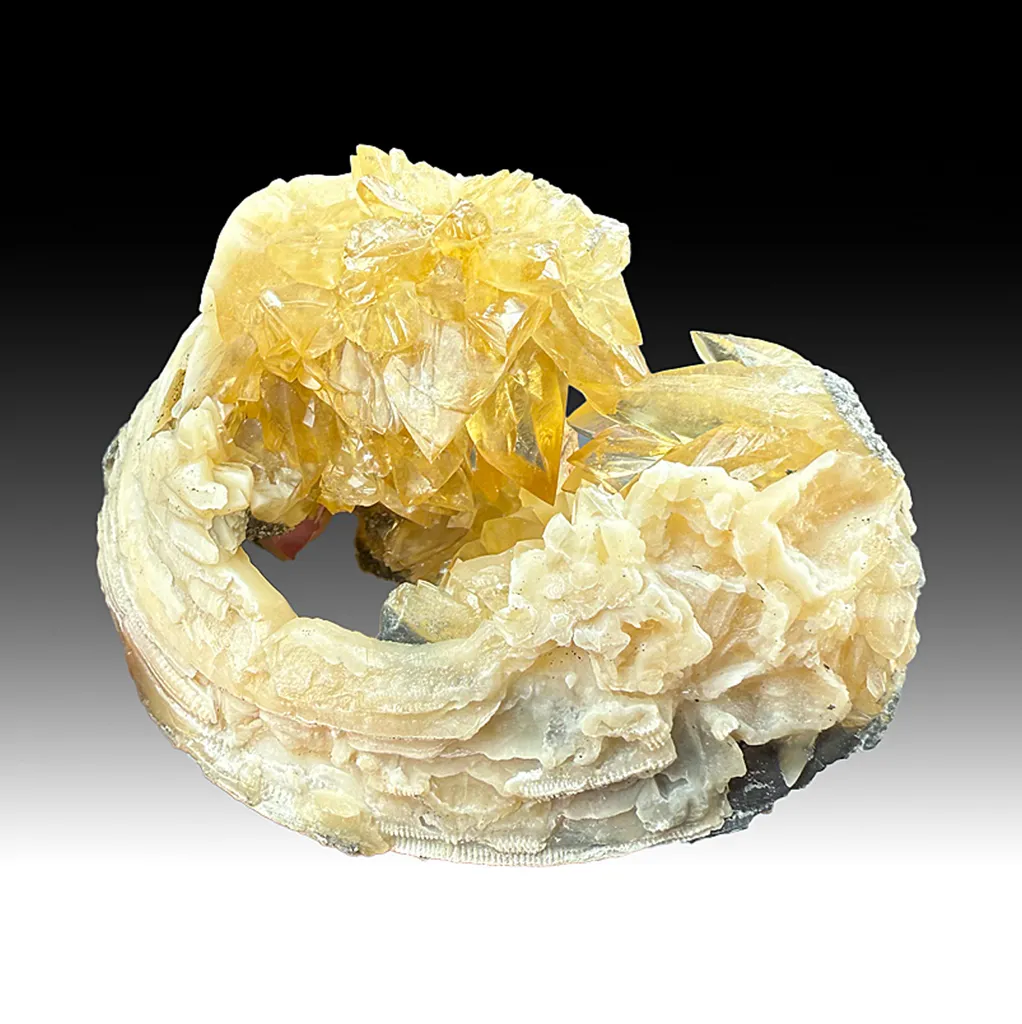 Calcite with Clam mercenaria permagna (1311) image