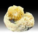 Calcite with Clam mercenaria permagna (1311) - image 1