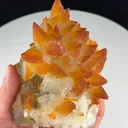 specimen video