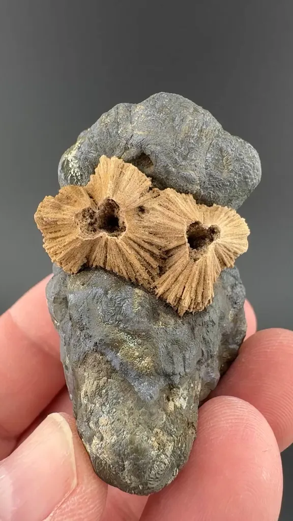 Calcite with Marcasite image
