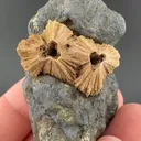 Calcite with Marcasite - image 1