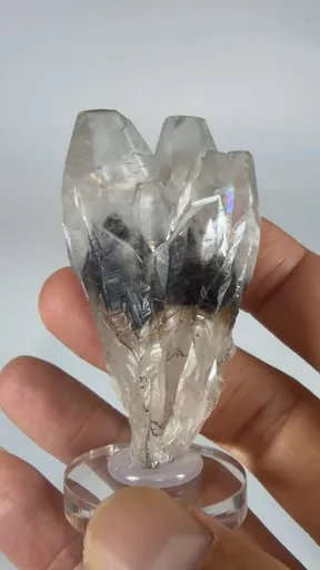 specimen video