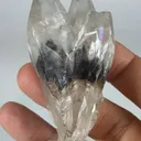 specimen video