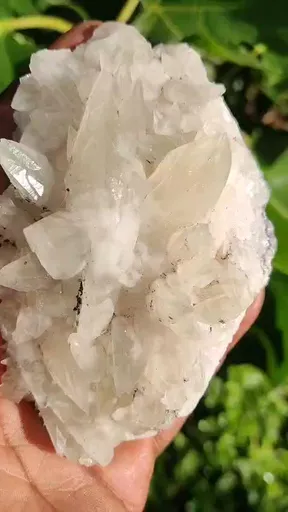 specimen video