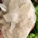 specimen video