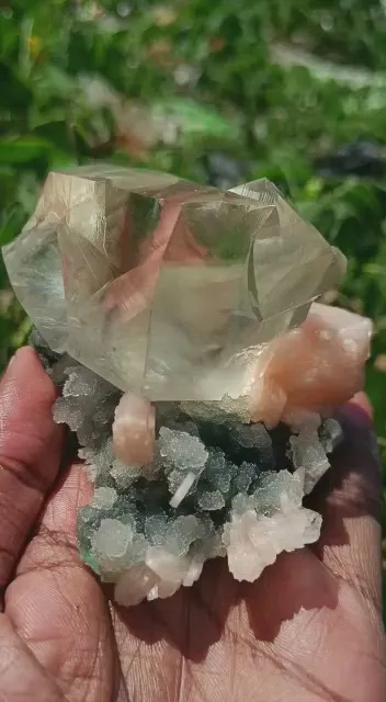 specimen video